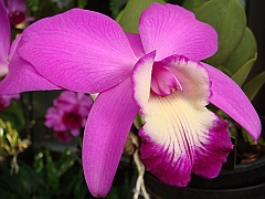 405 Longwood Gardens [2008 August 23]